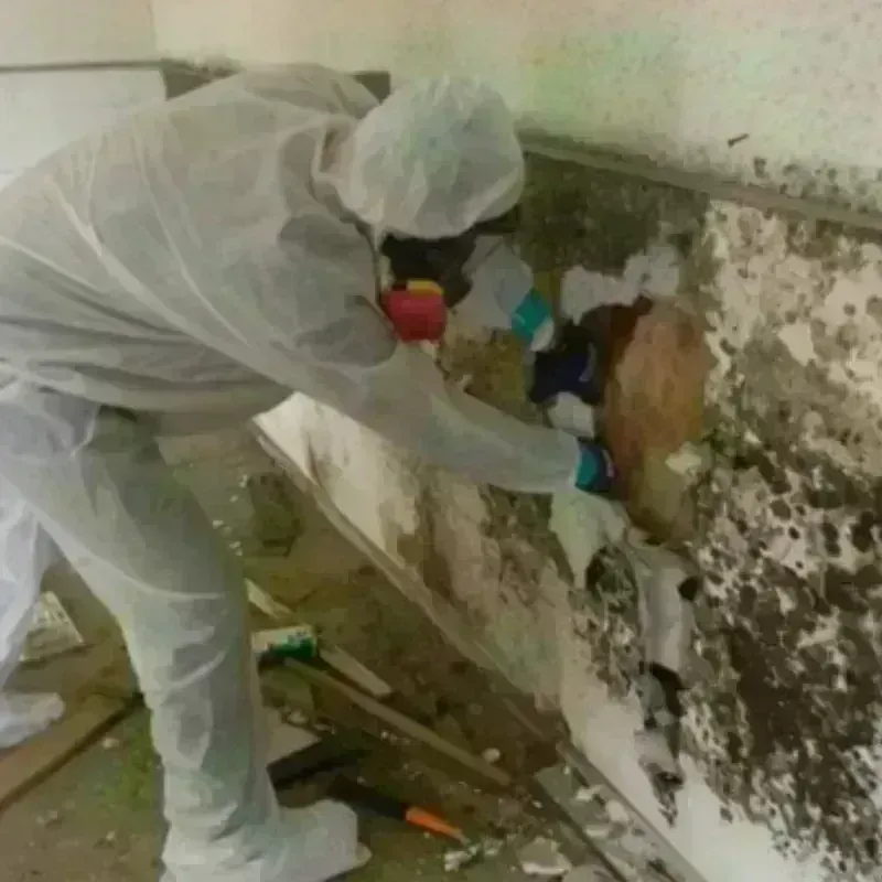 Mold Remediation and Removal in Ferguson, MO